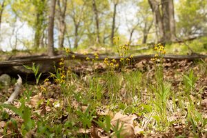 Photo By: Kyle J. Webster. Photo taken: Orange County, NY on 2023-05-04